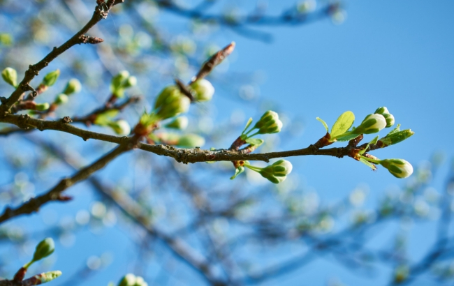 Весна переможе: синоптики потішили українців теплим прогнозом